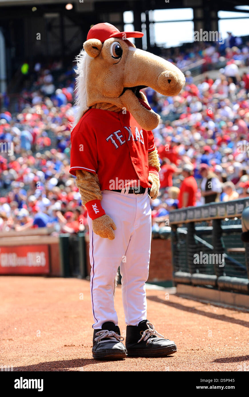 April 6, 2013 - Arlington, Texas, USA - April 6, 2013. Arlington, Texas,  USA. Texas Rangers mascot ''Ranger'' entertains fans as The Anaheim Angels  played the Texas Rangers at the Ballpark in