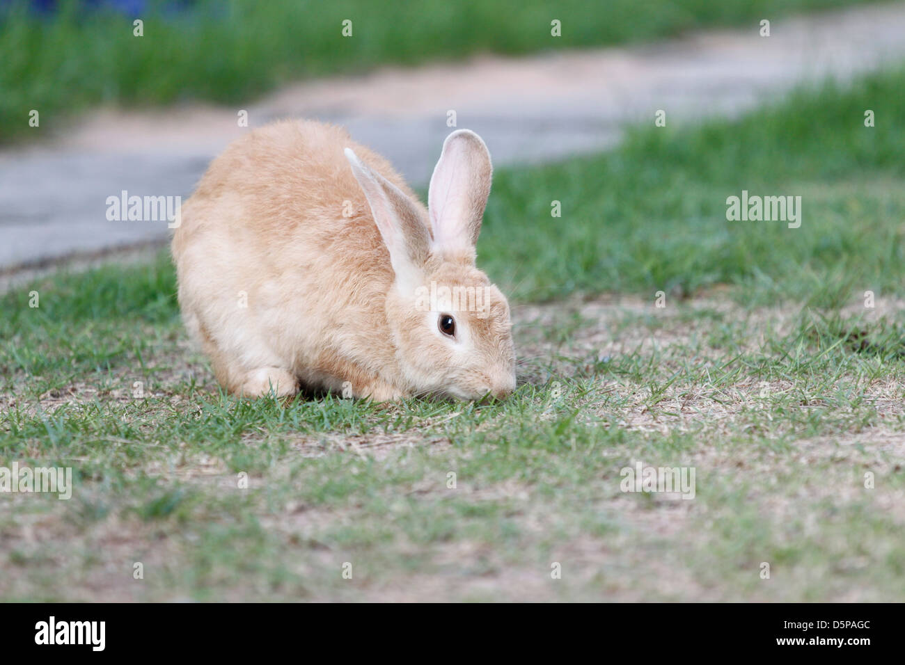 Focus The Brown Rabbit to eating Stock Photo - Alamy