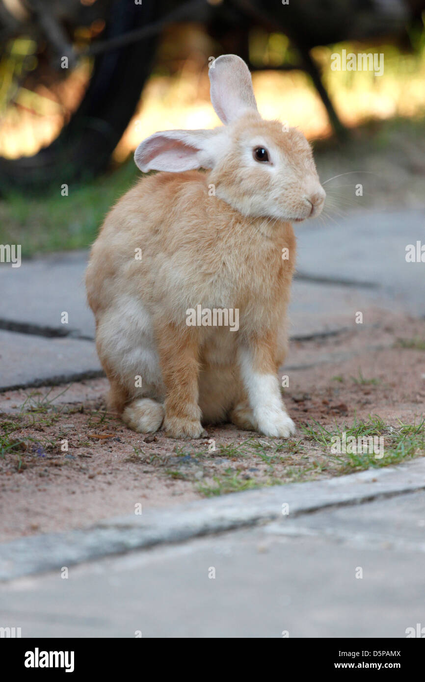 Focus The Brown Rabbit. Stock Photo