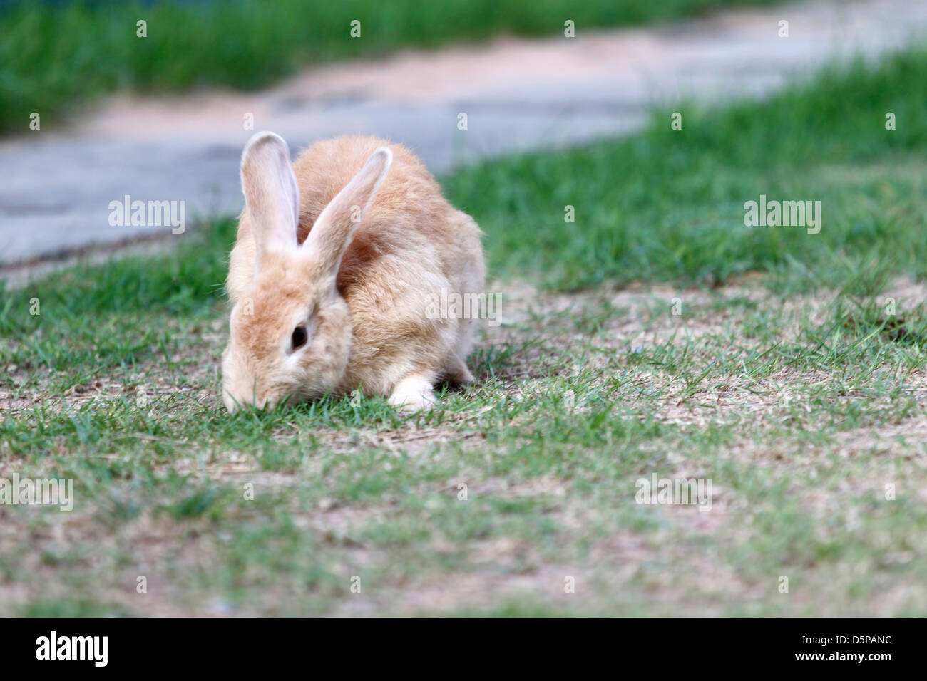 Brown Rabbit Eat Focus The Brown Rabbit to eating Stock Photo - Alamy