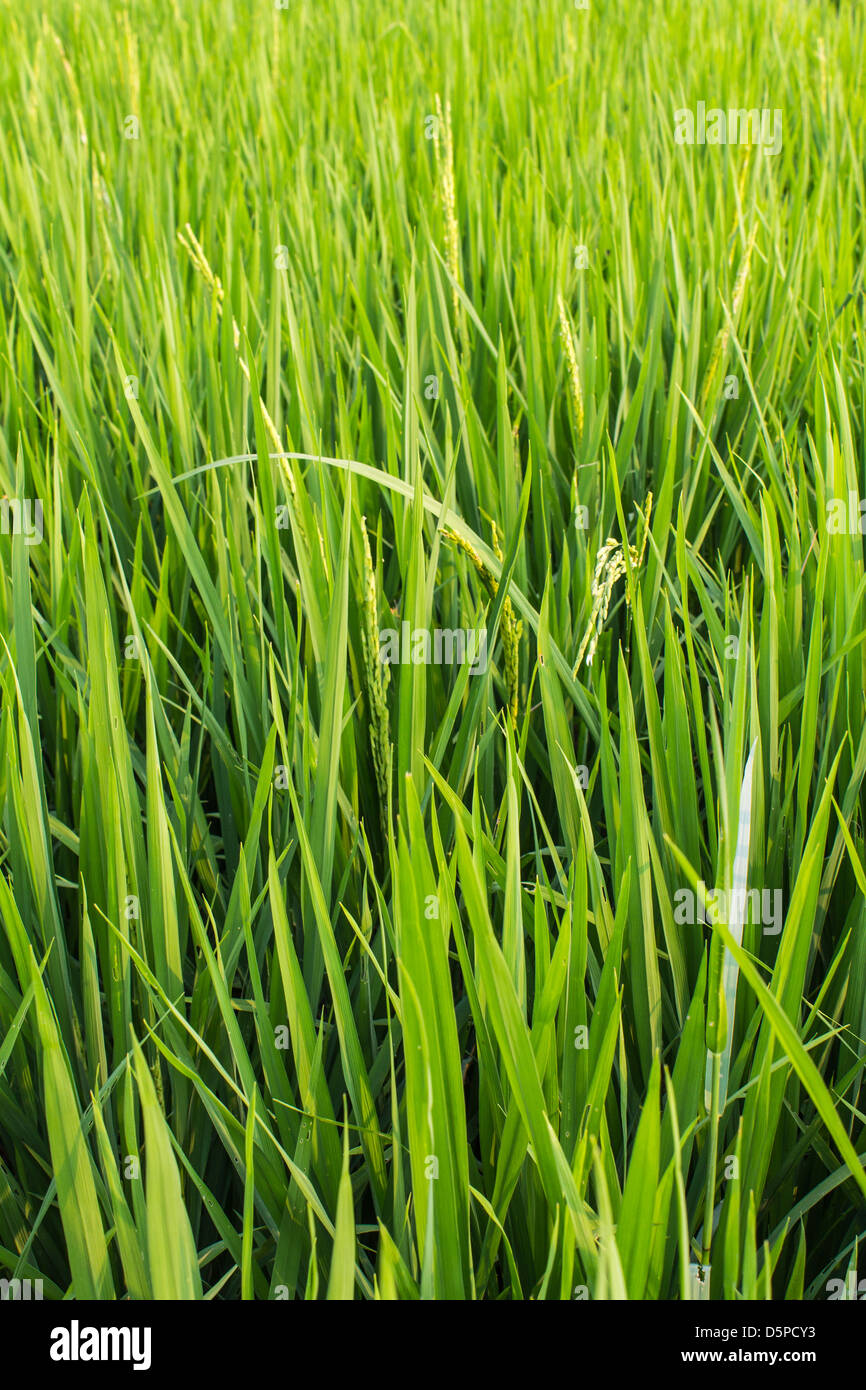 Fresh photographs hi-res stock photography and images - Alamy