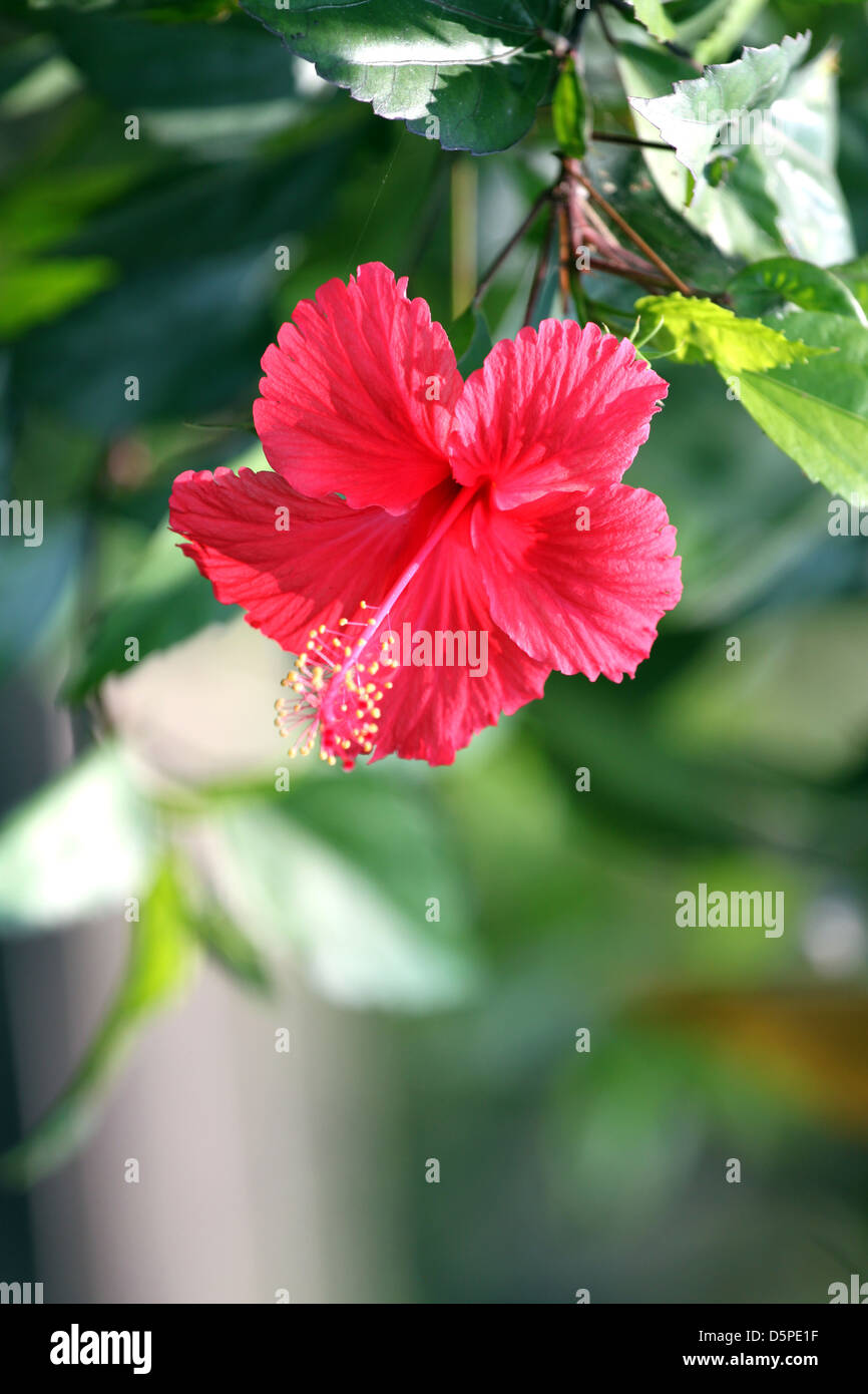 The Red hibiscus flower in the garden,Tropical red hibiscus flower. Stock Photo
