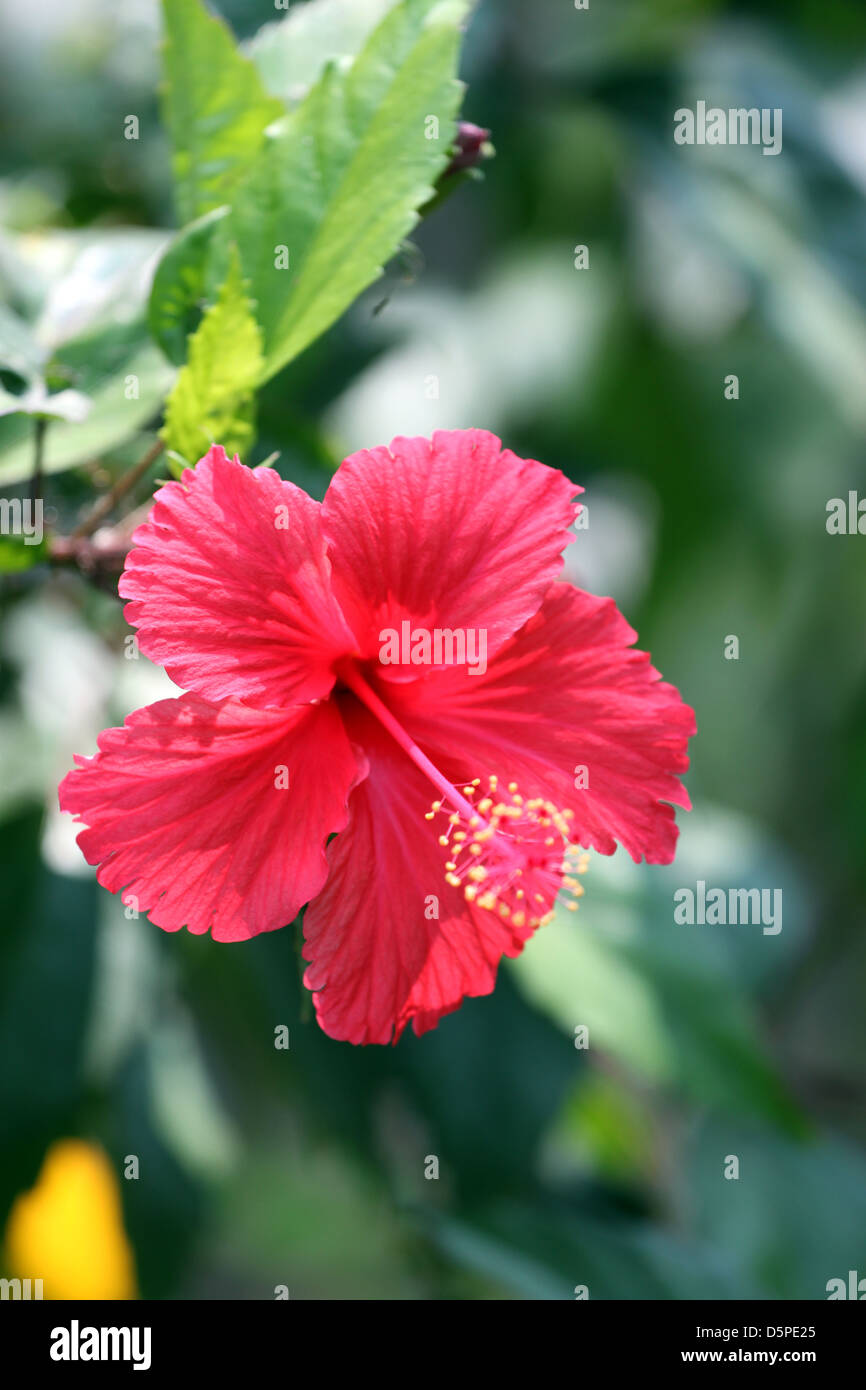 The Red hibiscus flower in the garden,Tropical red hibiscus flower. Stock Photo