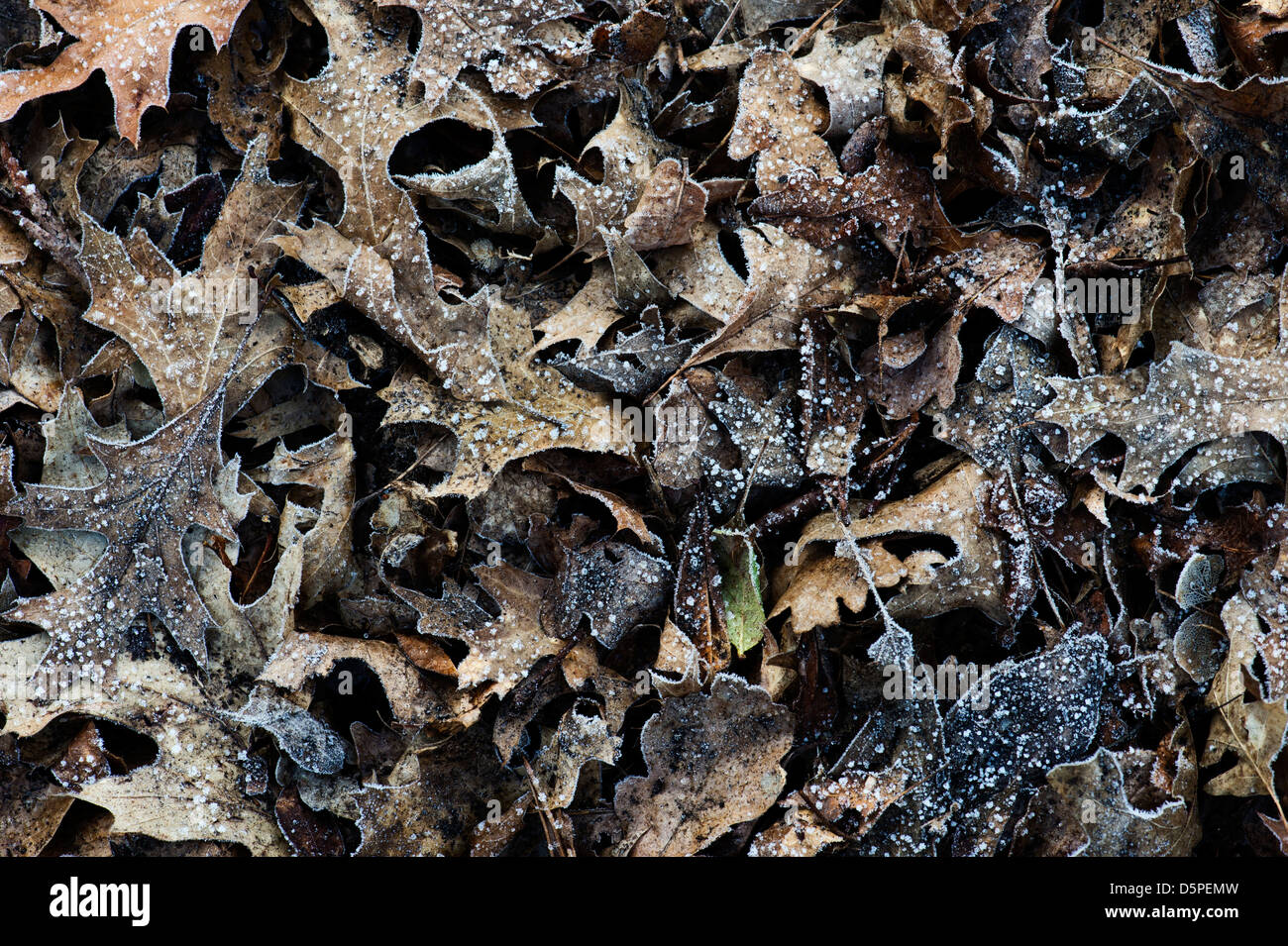 Frosty Quercus palustris  / Pin oak leaves pattern Stock Photo