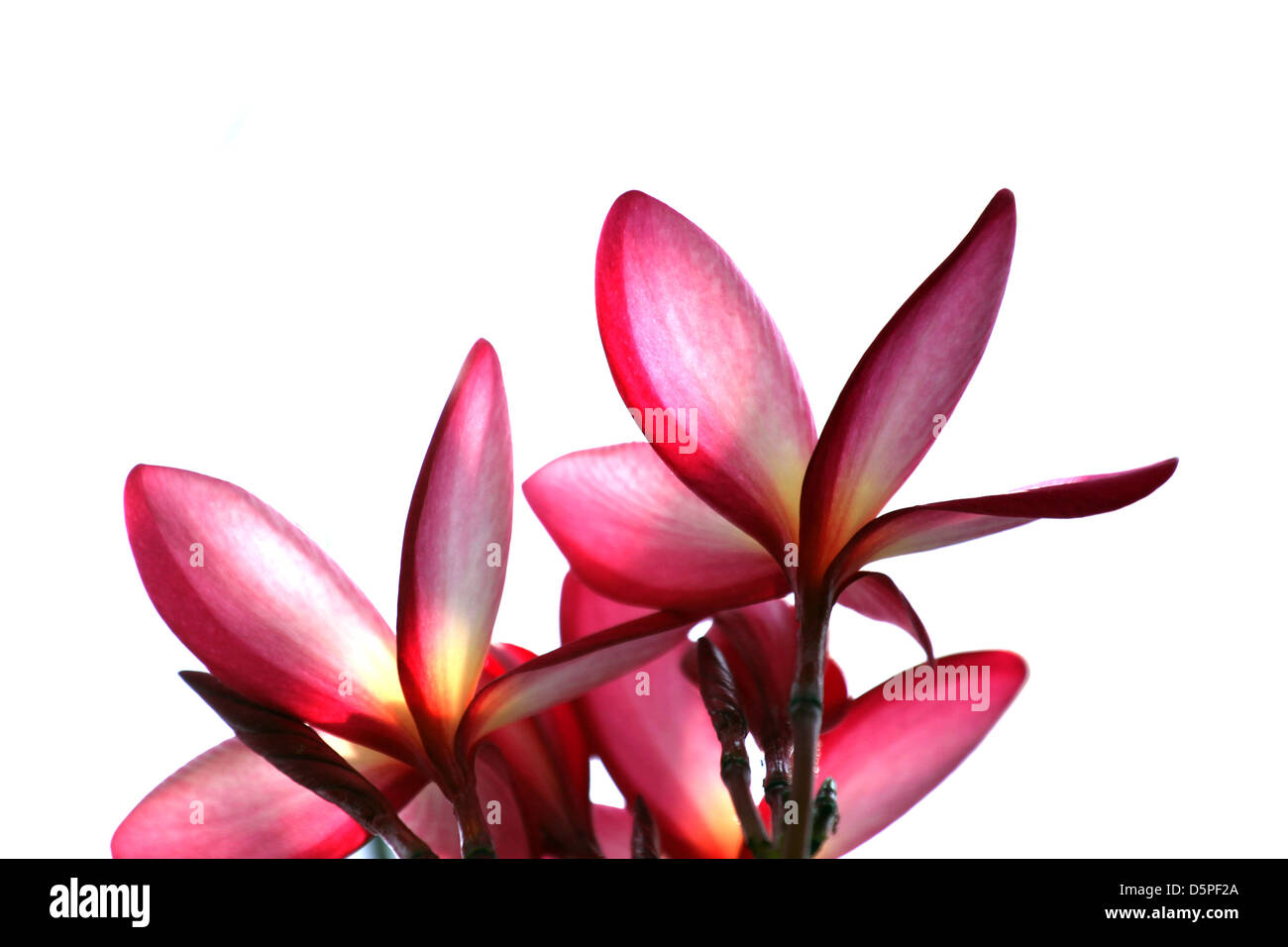 Pink Frangipani flowers,The flowers on the white Background. Stock Photo