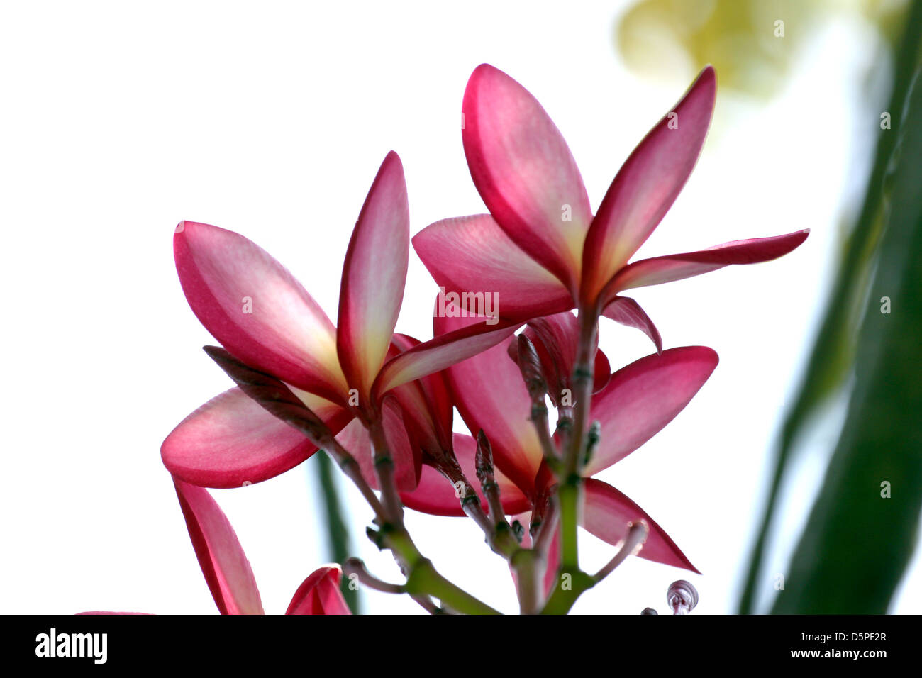 Pink Frangipani flowers,The flowers on the white Background. Stock Photo