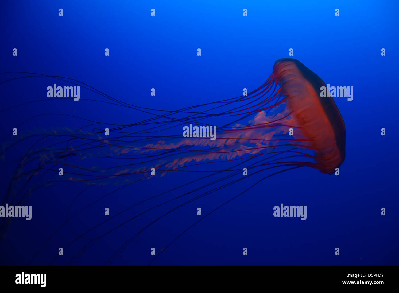 Toxin creatures hires stock photography and images Alamy