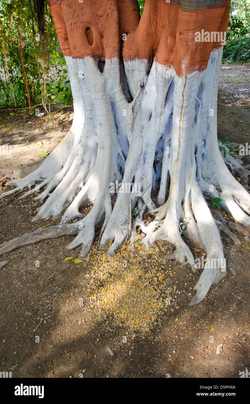 painted big tree trunk and roots in park, India Stock Photo