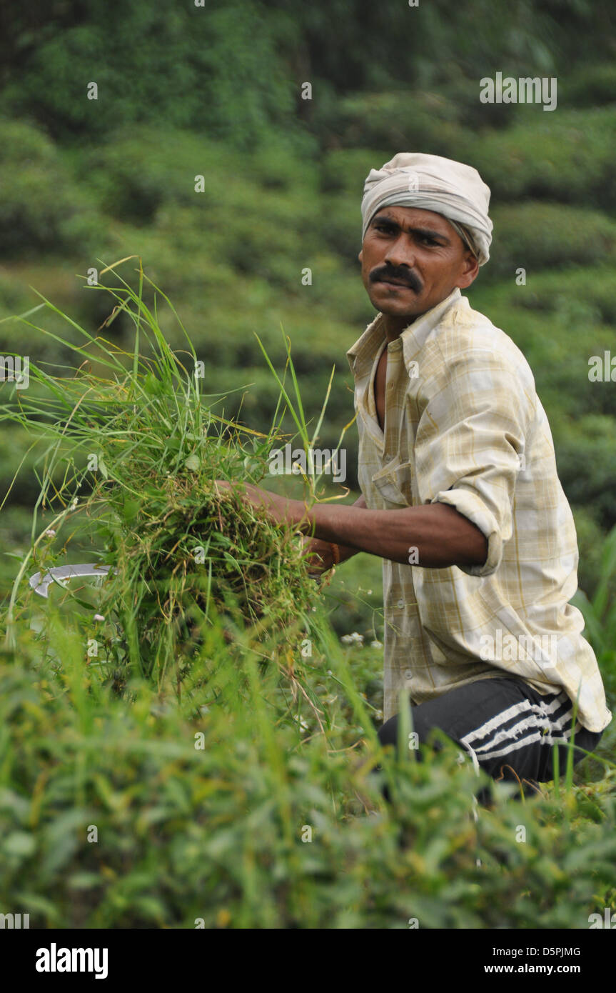 Man works in a tea plantation in Darjeeling, West Bengal, India Stock Photo