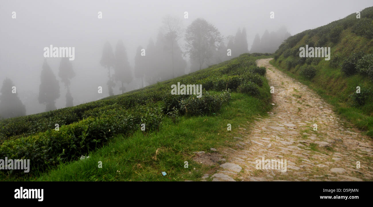 A tea plantation in Darjeeling, West Bengal, India Stock Photo