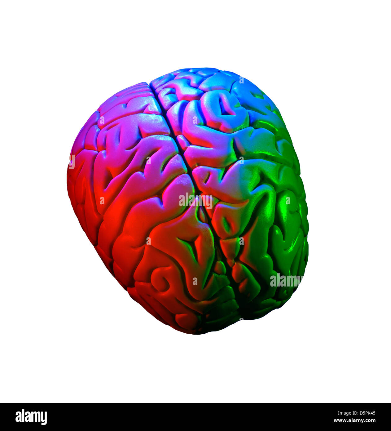 A lifesized model human brain, photographed with coloured flash. Stock Photo
