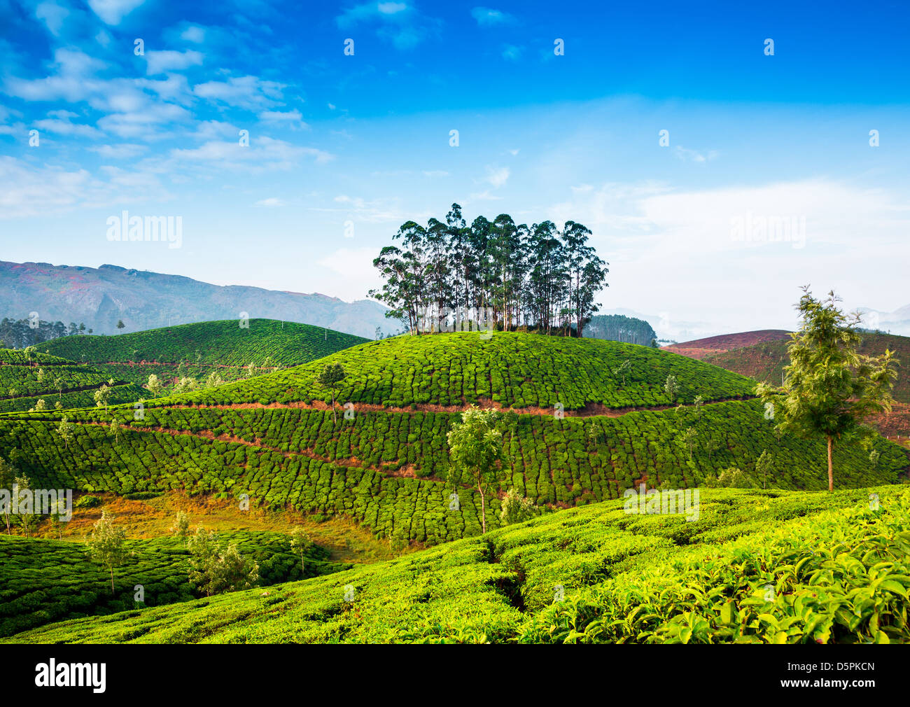 Landscape of the tea plantations in India, Kerala Munnar Stock Photo