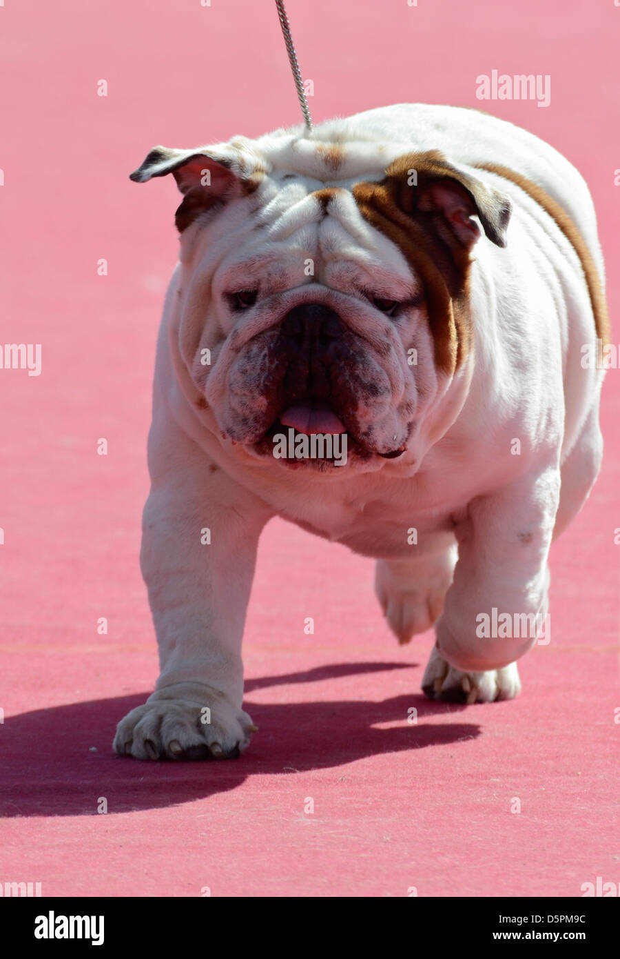 English Bulldog at a dog show Stock Photo