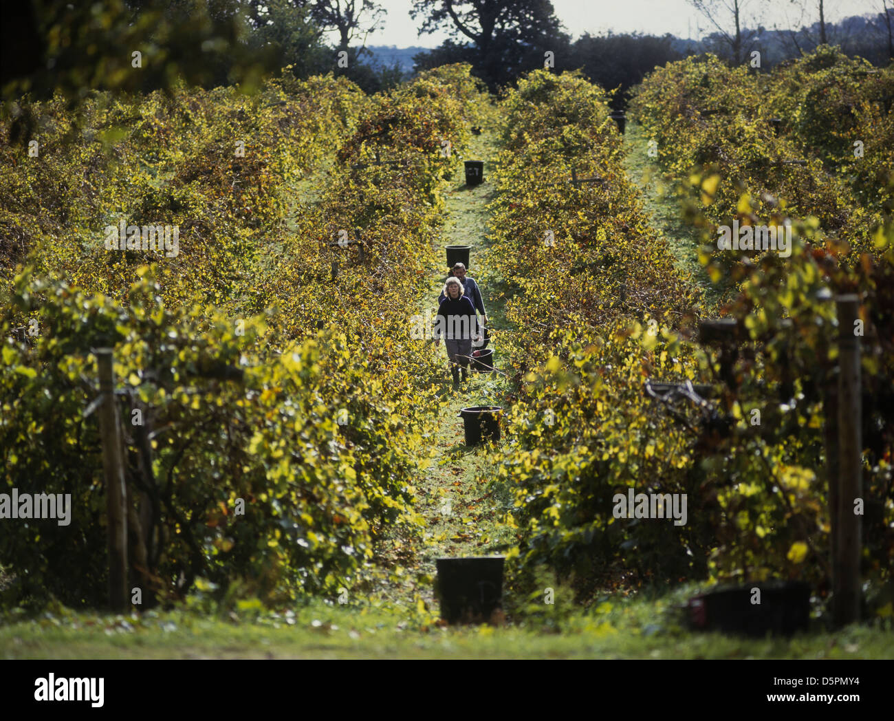 Grape pickers at Carr Taylor Vineyard, Hastings, East Sussex Stock Photo