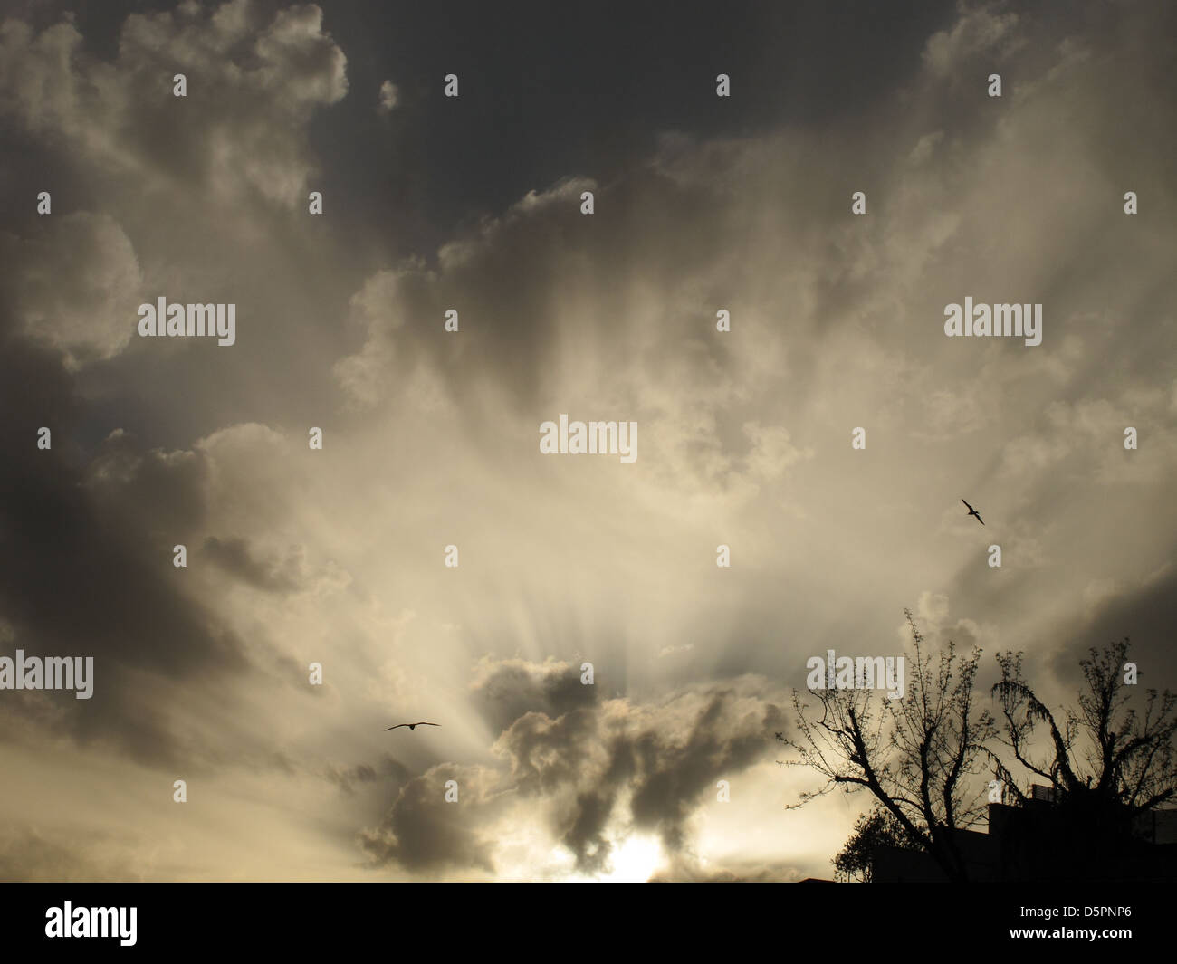 sunrise in a storming sky with birds Stock Photo