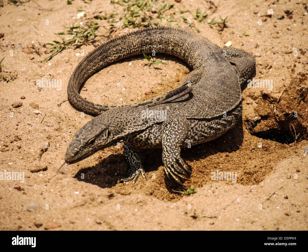 A Varanus salvator water monitor lizard (we think!) found on Sri Lanka Ahungalla beach Stock Photo