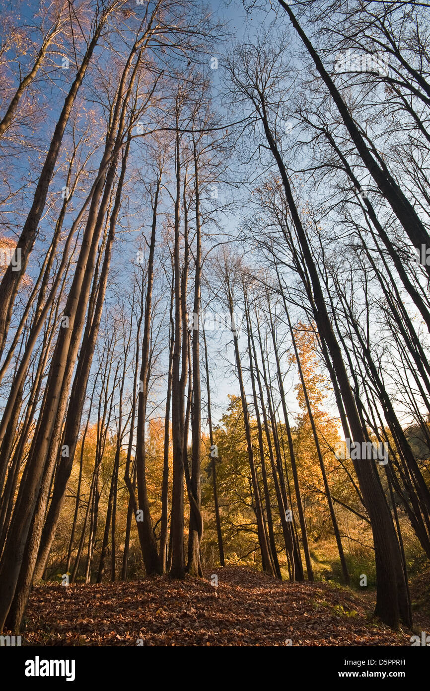 Tall linden trees in autumn forest Stock Photo