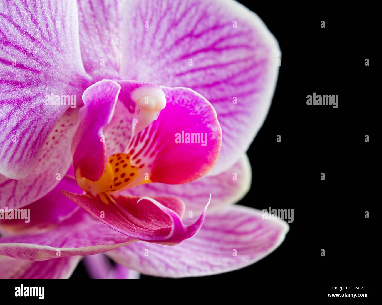 Close up Phalaenopsis, moth orchid flowers on black background Stock Photo