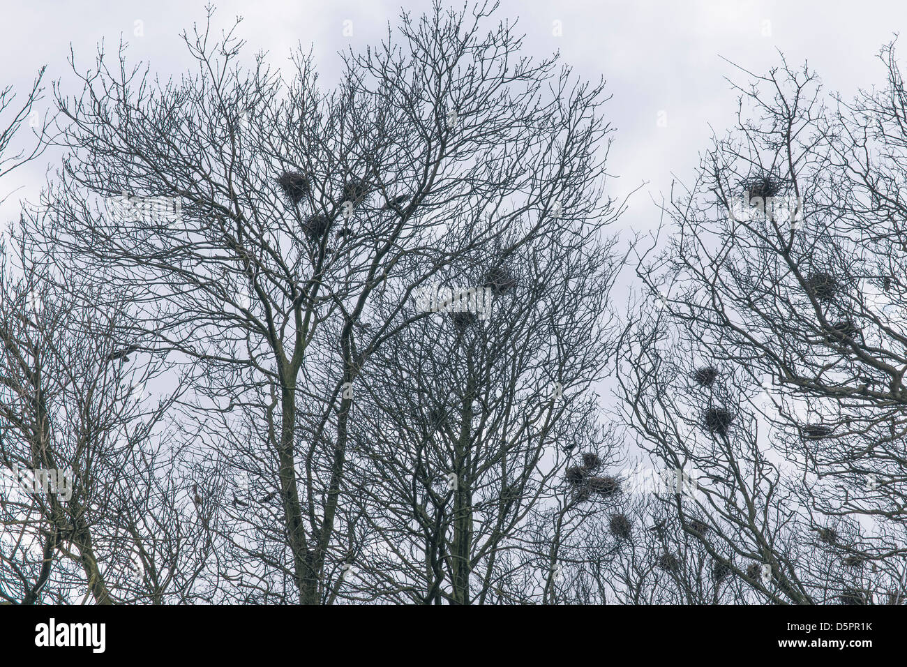 Birds nests in top of trees in winter Stock Photo Alamy