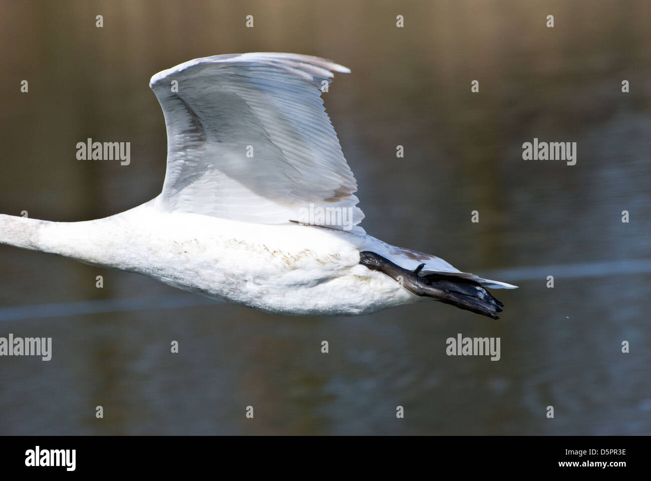 Mute Swan in flight showing under the wing Stock Photo Alamy