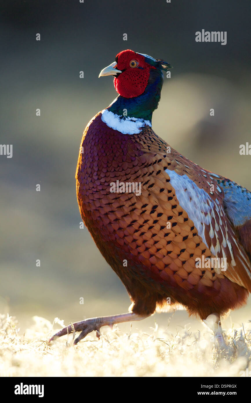 portrait of a cock pheasant running Stock Photo