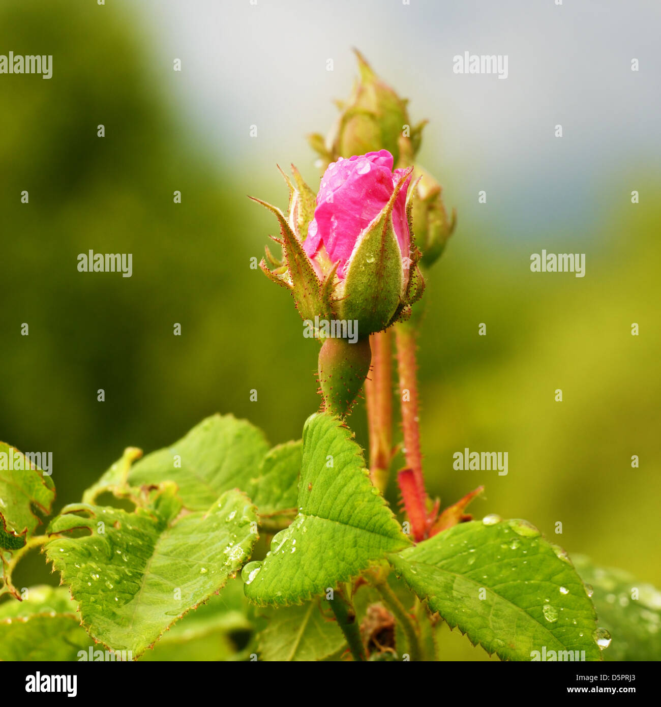 Green rose leaves background hi-res stock photography and images - Alamy