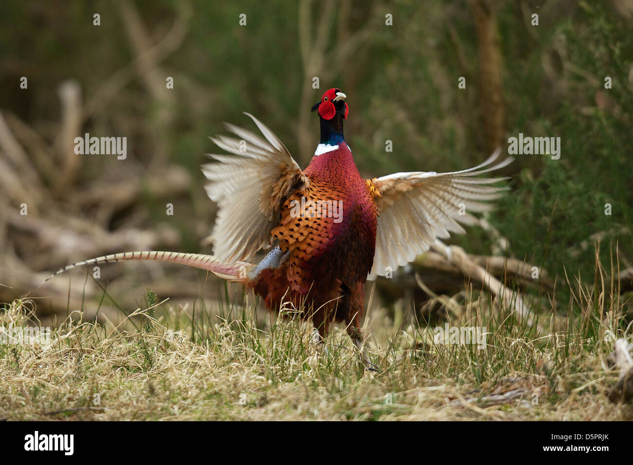 Male pheasant displaying during spring mating ritual Stock Photo