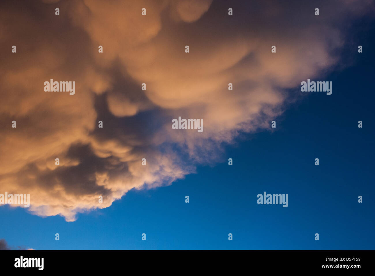 Cumulus mammatus at sunset Stock Photo