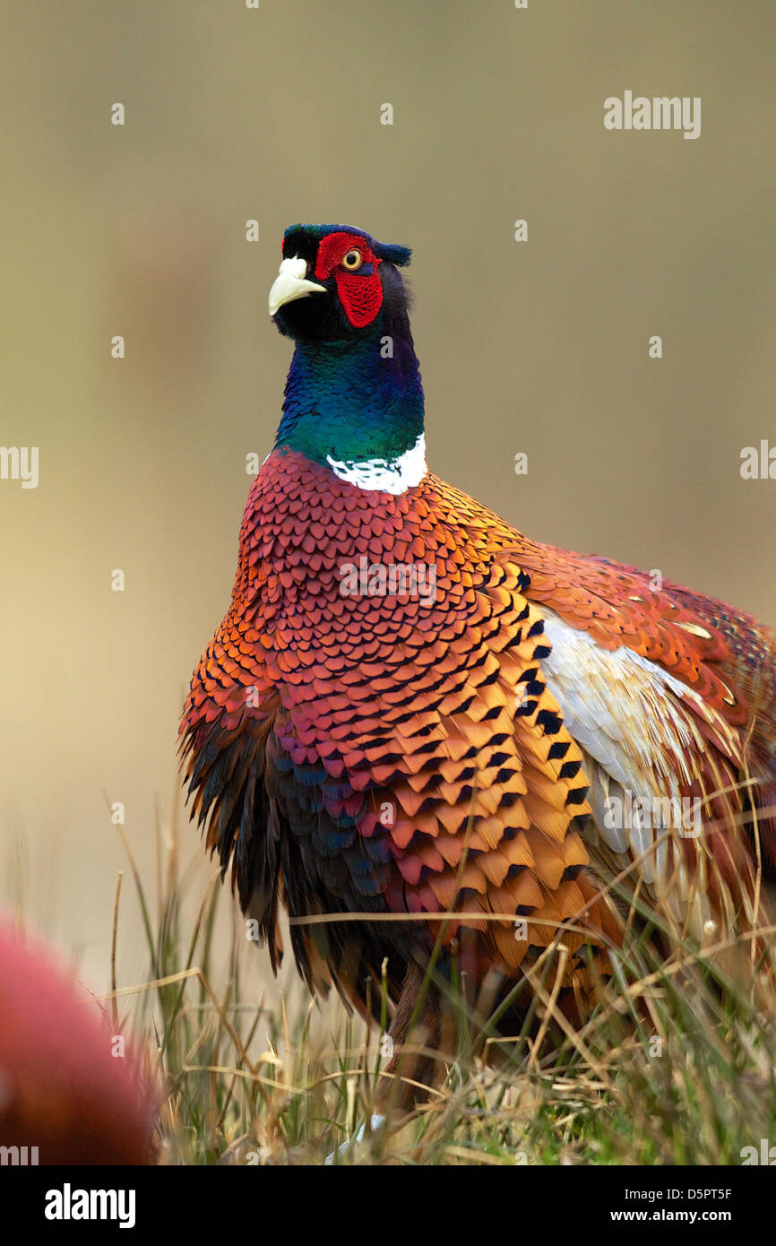 Cock pheasant shaking dust from feathers Stock Photo