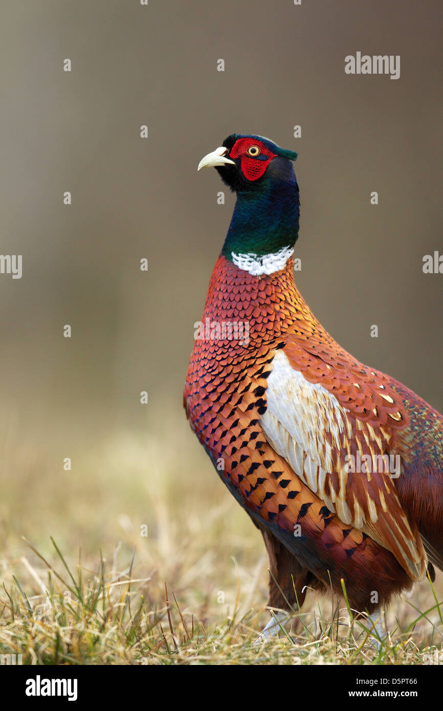 Cock pheasant portrait Stock Photo