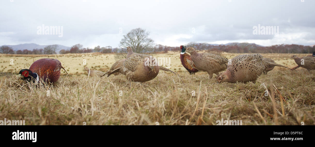 wide view of pheasants feeding on a field edge Stock Photo