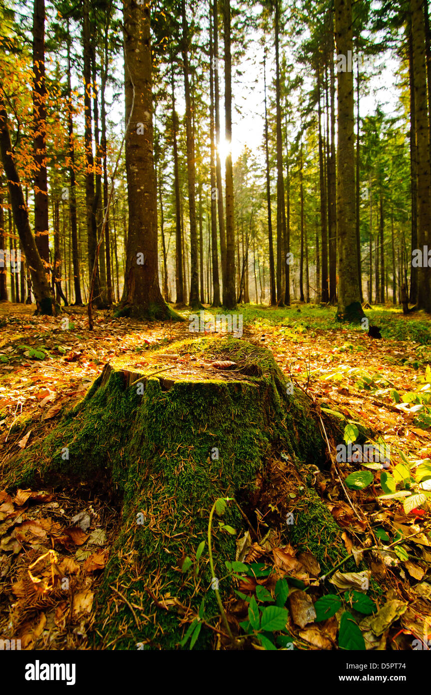forest landscape with tree trunk Stock Photo - Alamy