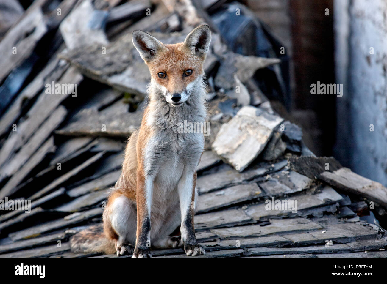 Urban fox Canidae Vulpes vulpes on roof Stock Photo