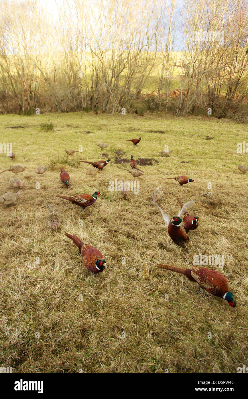 Wide view of pheasants at morning feed on a woodland edge feed ride Stock Photo