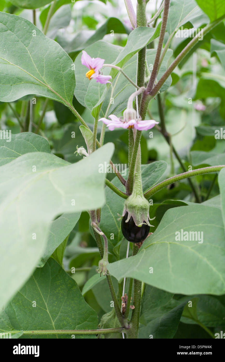 Eggplant flowering and growing on the vine in a professional greenhouse Stock Photo