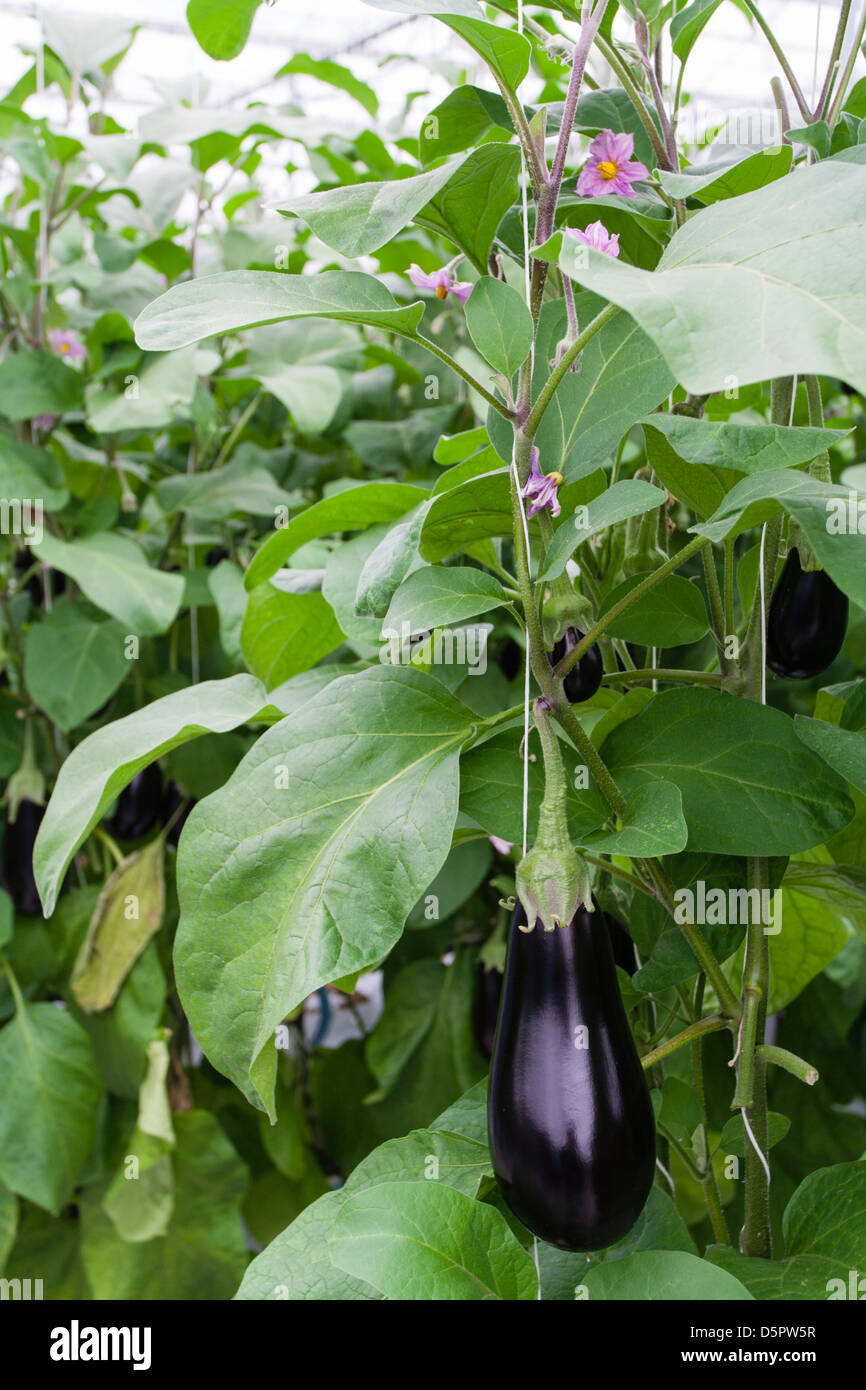 Eggplant flowering and growing on the vine in professional greenhouse Stock Photo