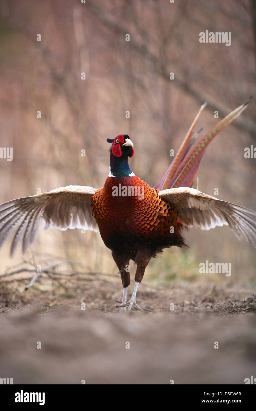 Displaying cock pheasant Stock Photo