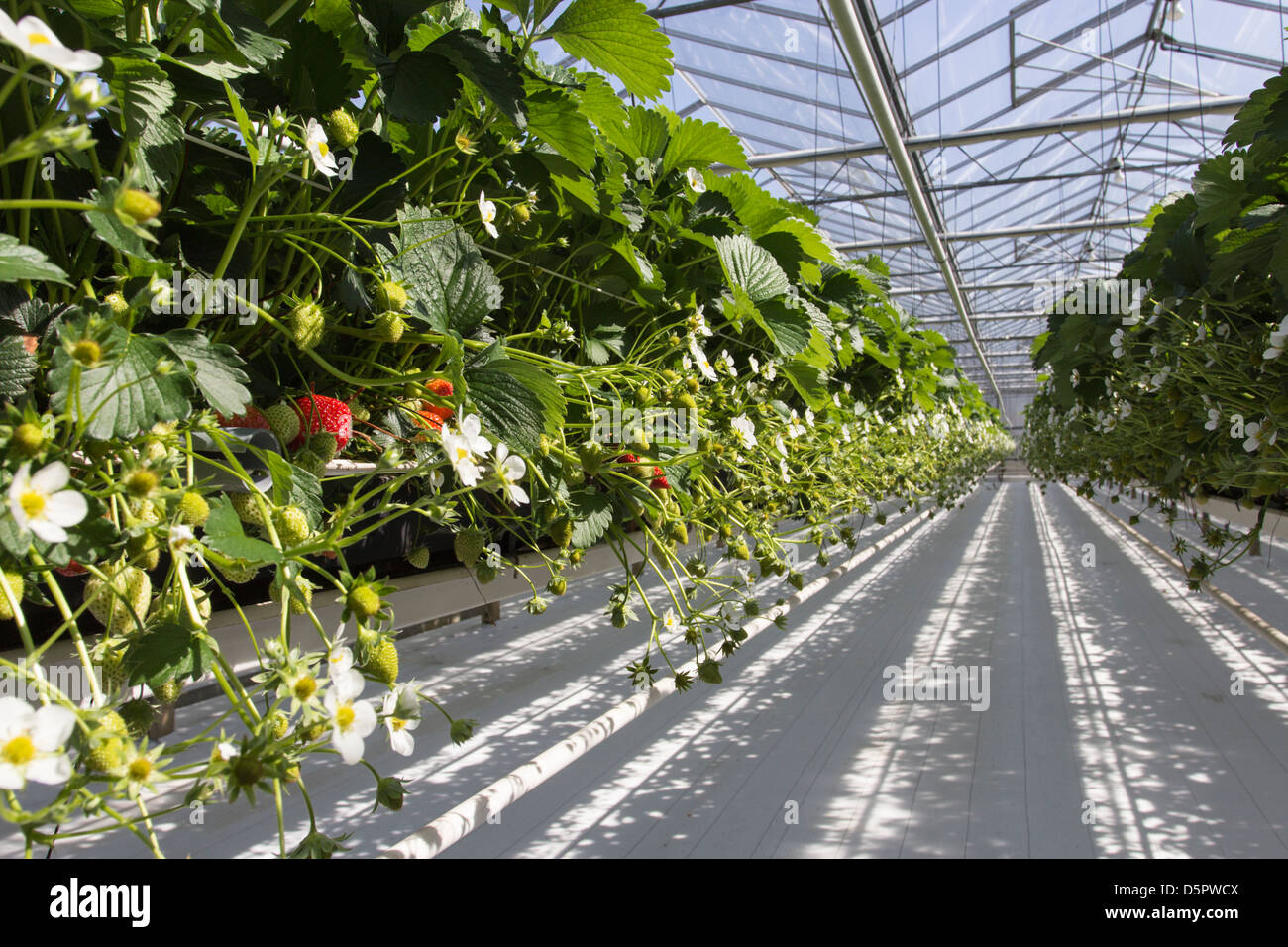 Growing strawberries mid air in a professional greenhouse Stock Photo ...