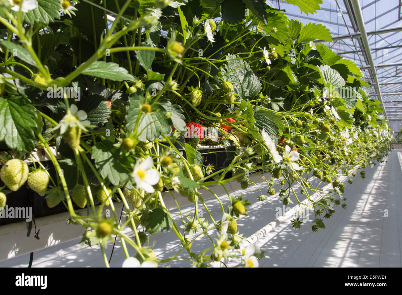 Berries air hires stock photography and images Alamy