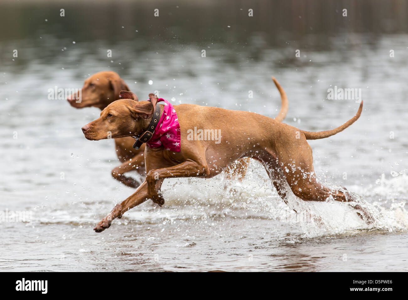 Two Hungarian Vizslas run through a shallow lake. Stock Photo