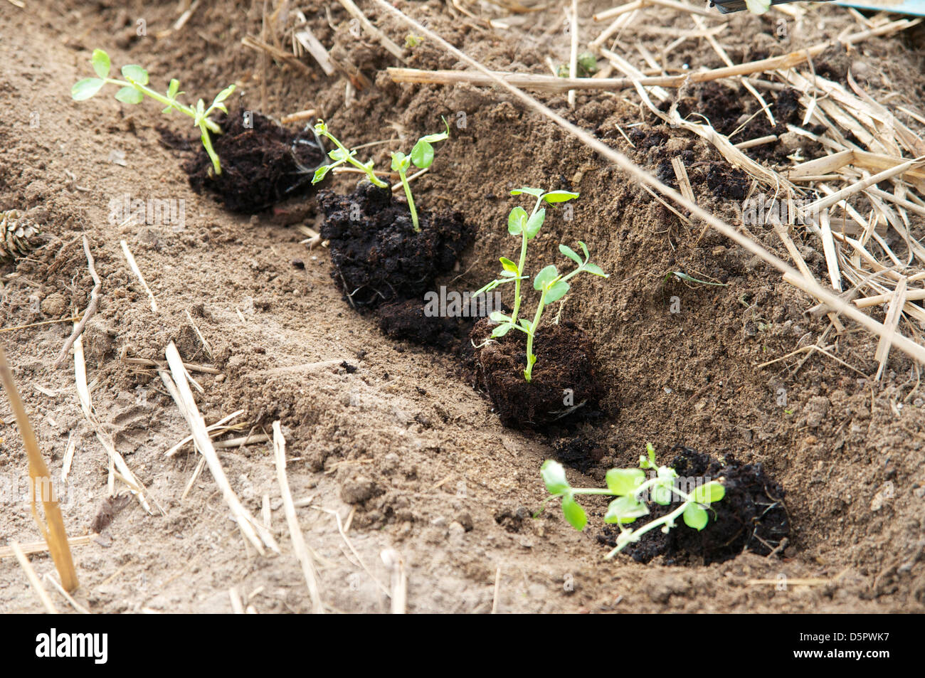 Planting out pea seedlings in a row Stock Photo Alamy