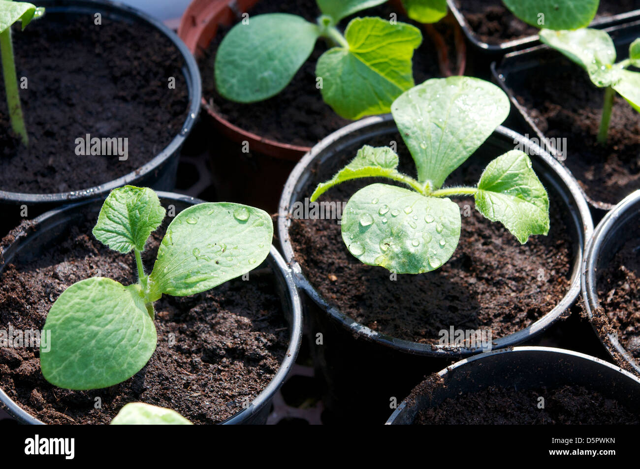 Squash Seedlings