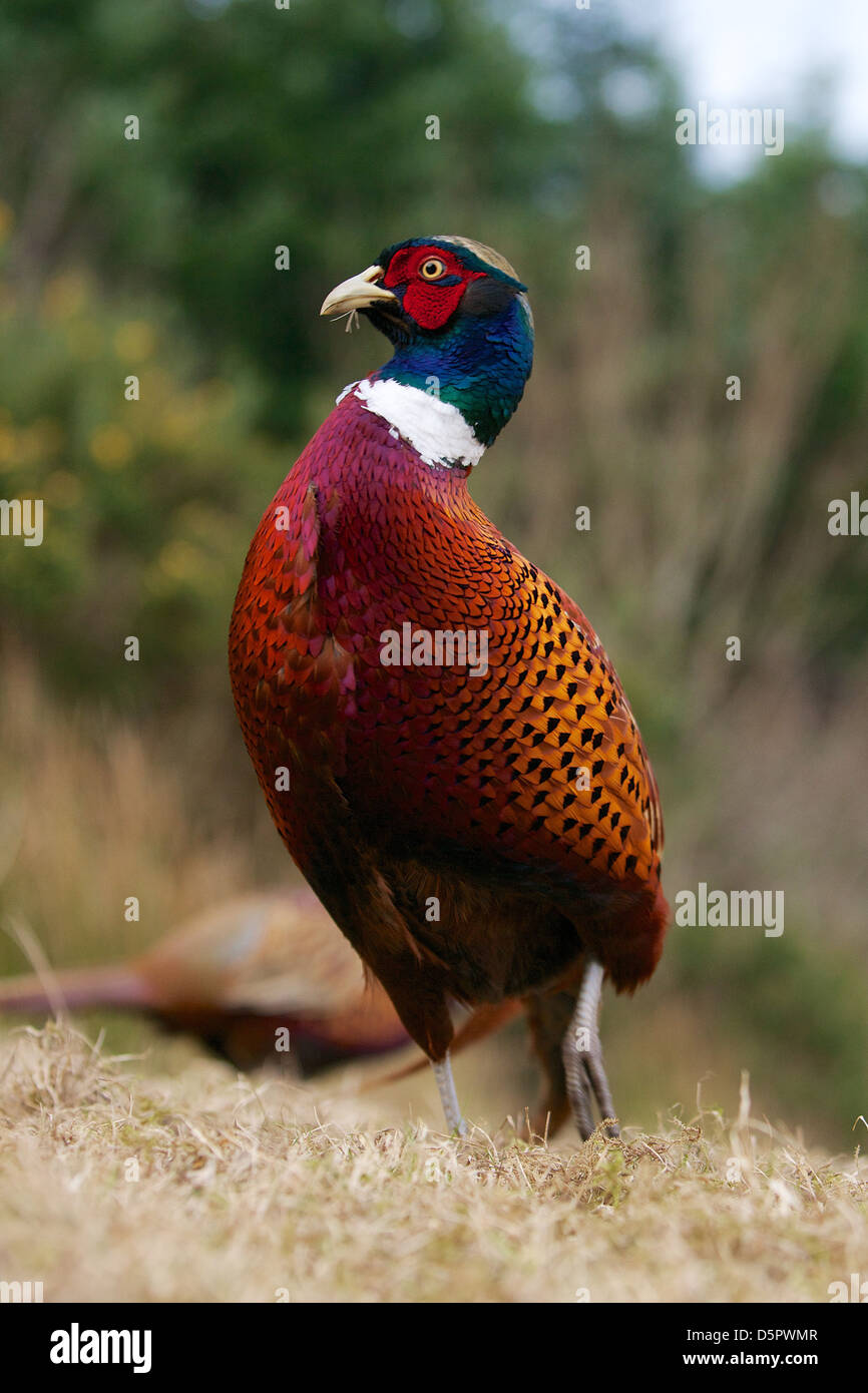 Cock pheasant patrolling a woodland edge during winter early springtime Stock Photo