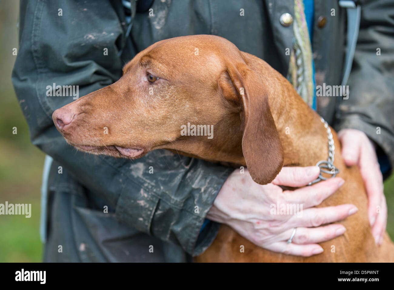 A Hungarian Vizsla gun dog with owner. Stock Photo