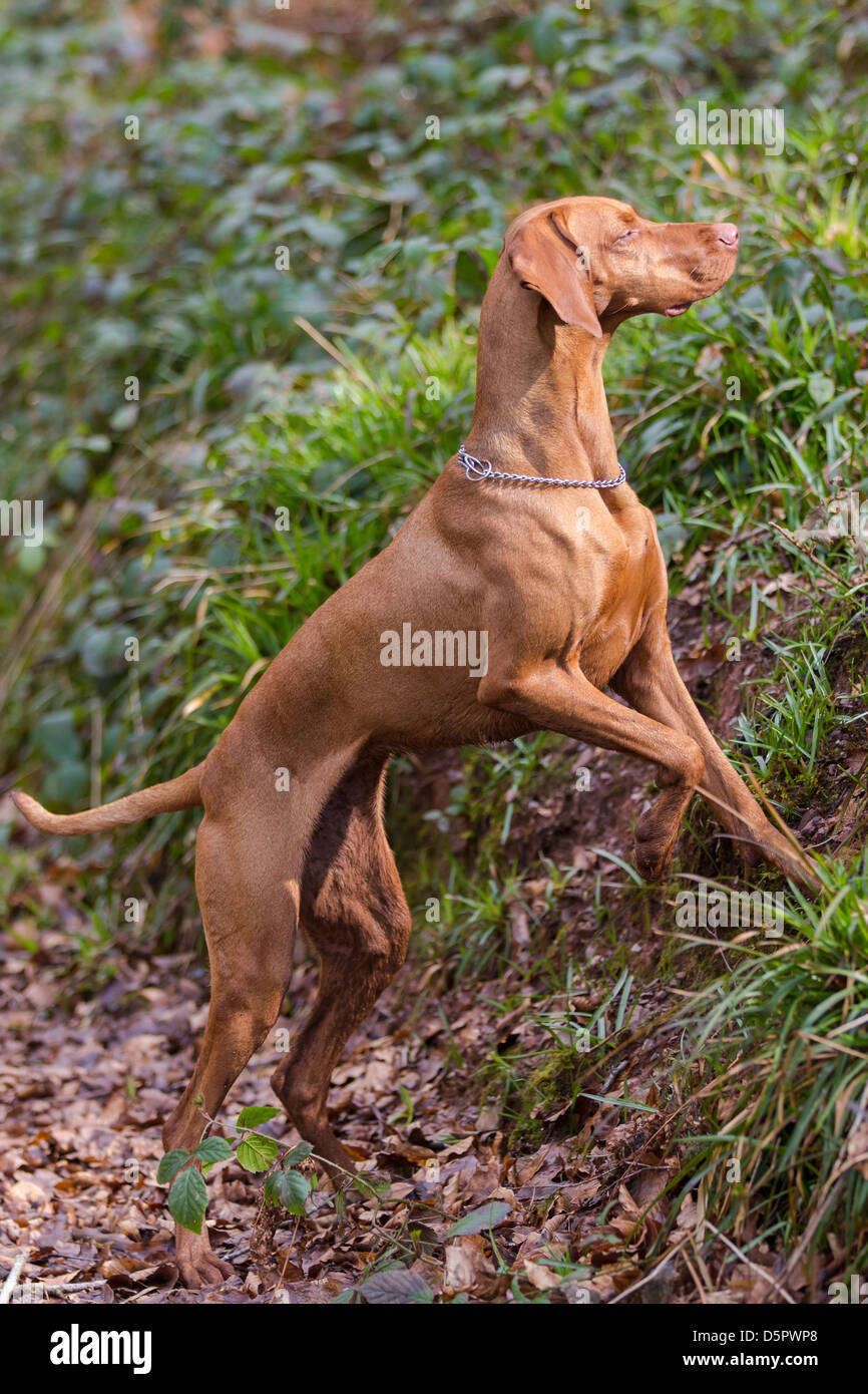 A Vizsla Hungarian pointer gun dog hunting. Stock Photo