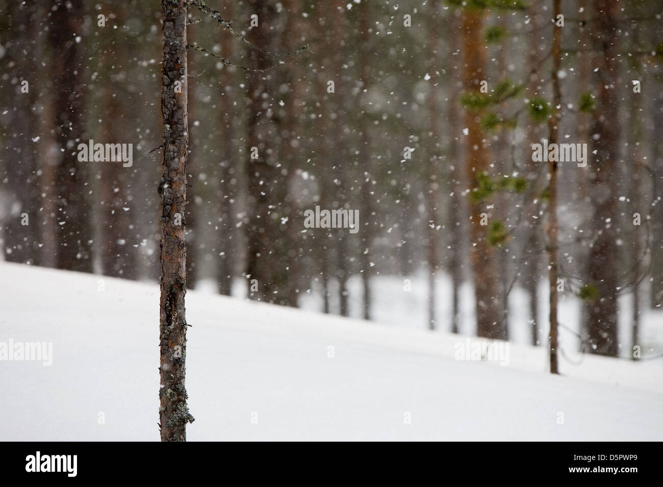 Falling snow in woods tree hi-res stock photography and images - Alamy