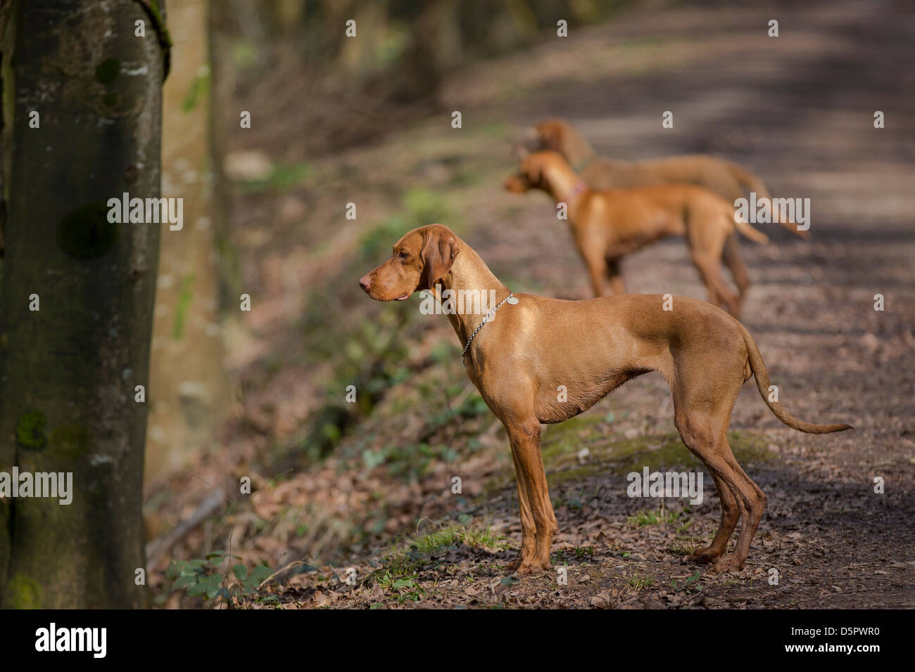 onpoint vizsla on Sale My Hungarian vizsla won t hold a point. What can I do Shooting UK
