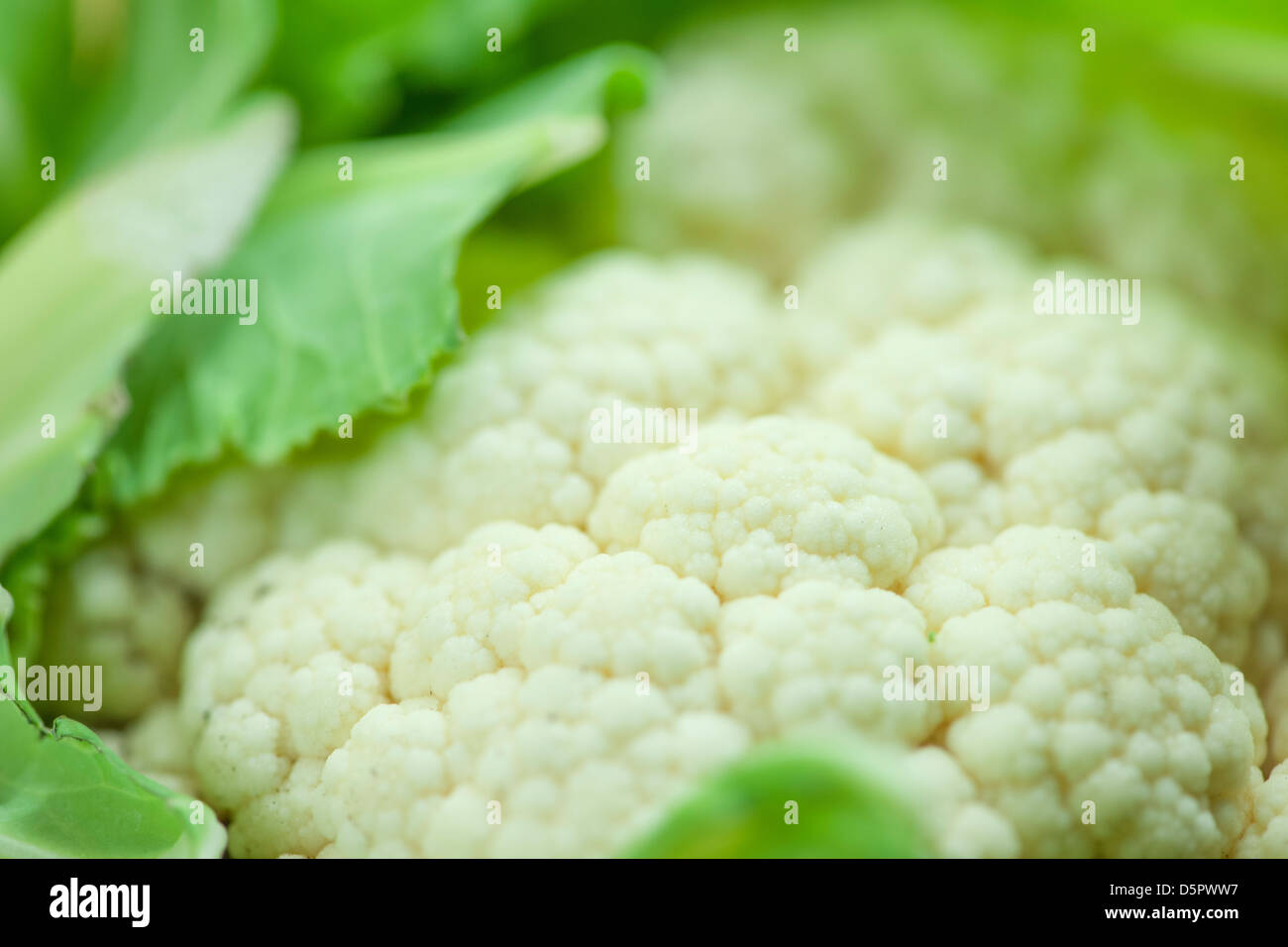 Cauliflower close up Stock Photo