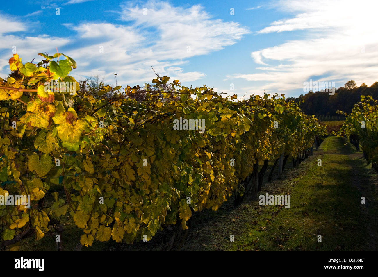 Grape vines against blue sky at Grey Ghost Winery Stock Photo