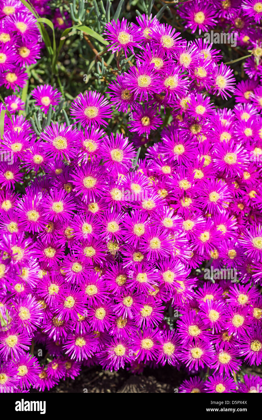 Colorful Midday Flowers Lampranthus Amoenus flower in bloom in Spring time. Stock Photo